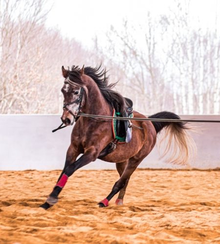 Corsi di equitazione a Lecce